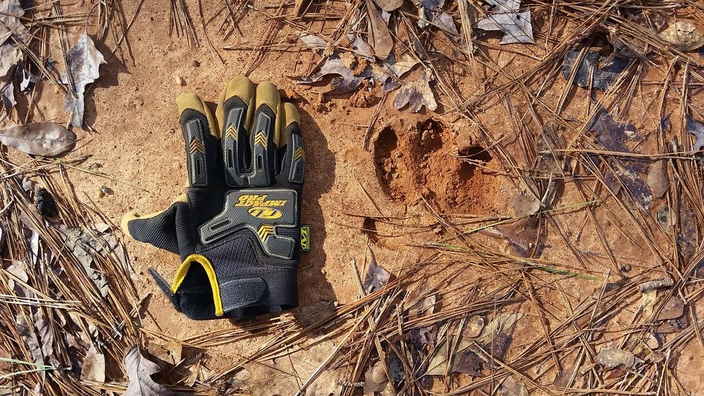 Hog Track or Deer Track?